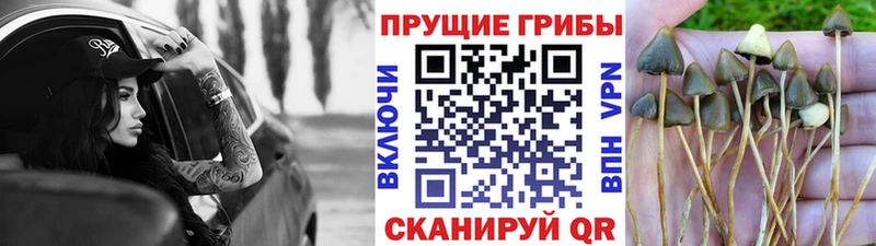 где купить наркоту  маркетплейс как зайти  Галлюциногенные грибы прущие грибы  Нюрба 
